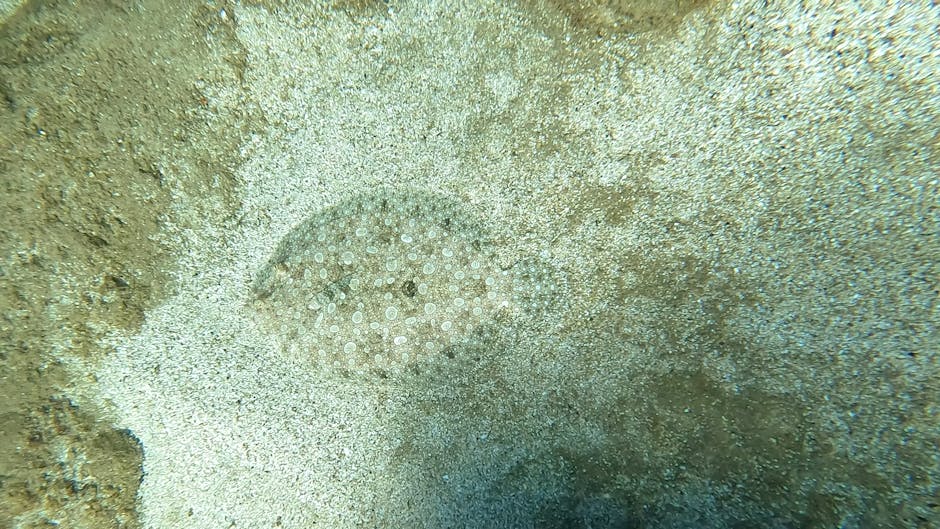 A close-up underwater image showing a small, round sea creature, likely a sea urchin, partially embedded in the sandy seabed. The sea urchin has a spherical shape with numerous tiny, white, bead-like