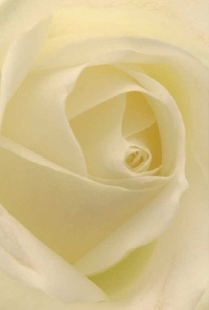 The timeless beauty of a single white rose is laid bare in this close-up, inviting you to explore every nuance of its pristine petals. Layers unfold in an elegant spiral, seamlessly blending shades of soft cream and pure white-a harmonious palette reminiscent of morning light streaming into Georgian windows along Woolwich Road. The subtle interplay of light and shadow enhances each velvet-textured fold, lending the image a refined sense of depth and serenity. This rose's spiralled centre suggests both resilience and innocence, while the perfect symmetry and gentle translucence of the outer petals speak to masterful craftsmanship. Woolwich Florist often recommends such roses for occasions that call for grace and sincerity, whether as a gesture of apology, romantic sentiment, or a centrepiece at a local wedding. The aura it radiates is both calming and uplifting-the understated fragrance recalling moments of clarity and peace found in daily Woolwich life. Captured here is not just a flower, but the very spirit of thoughtful gifting, a testament to the enduring connection between the community and beautifully curated blooms.